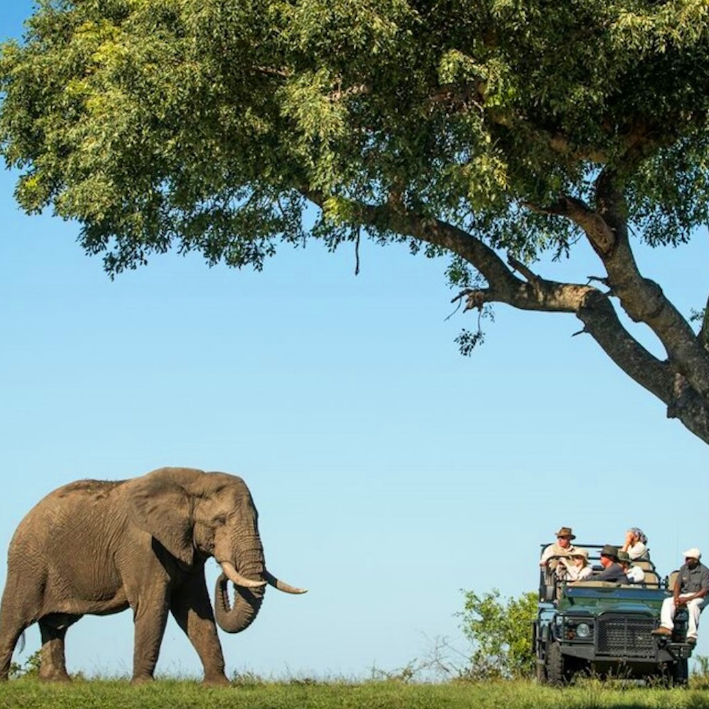 Safari landscape